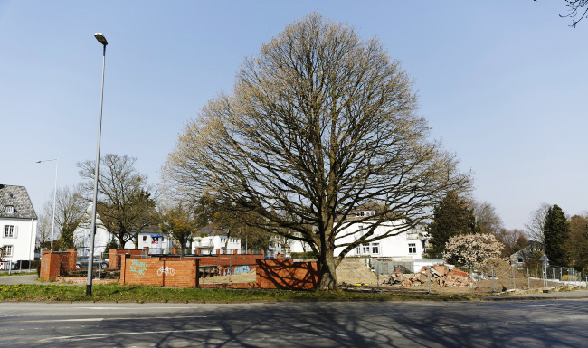 T&uuml;rkische Baumhasel Hohenstaufenallee